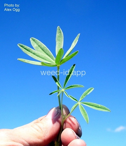 lupine, silky